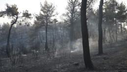 Çanakkale ve Eskişehir’deki orman yangınları kontrol altında