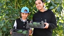 Avokado Üreticileri Hasat Yaptı