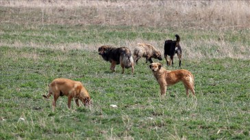 HayFed Başkanı Nihal Kasa: Sokak Köpeği Sorunu En Fazla 3.5 Yılda Çözülür