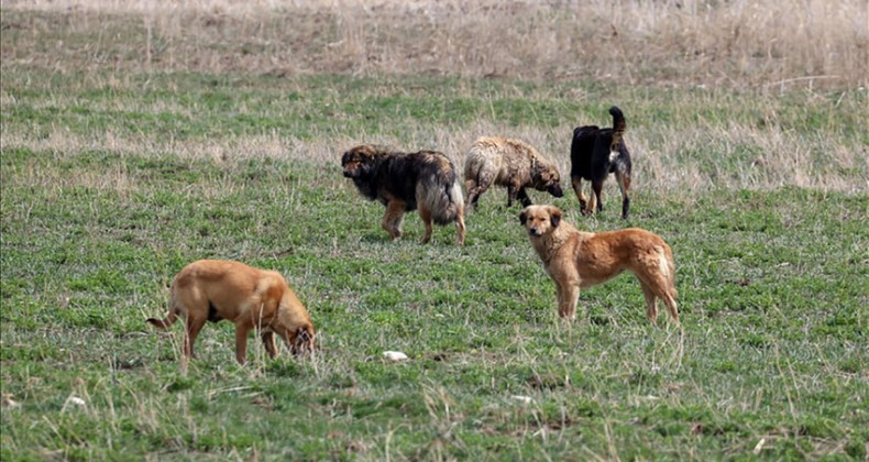 HayFed Başkanı Nihal Kasa: Sokak Köpeği Sorunu En Fazla 3.5 Yılda Çözülür