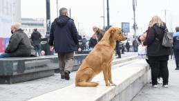 “AKP’nin yasa teklifi hayvanların öldürülmesinin önünü açıyor”