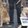 Adana’da elektrik kaçağı can aldı: Su içen köpek, elektrik akımına kapılarak hayatını kaybetti