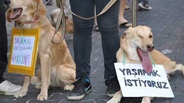 Adana’da elektrik kaçağı can aldı: Su içen köpek, elektrik akımına kapılarak hayatını kaybetti