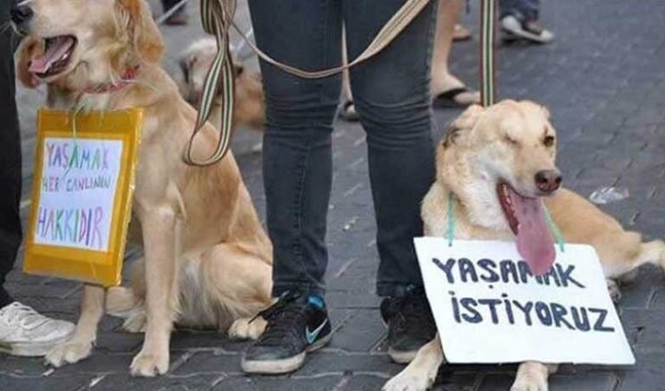 Adana’da elektrik kaçağı can aldı: Su içen köpek, elektrik akımına kapılarak hayatını kaybetti