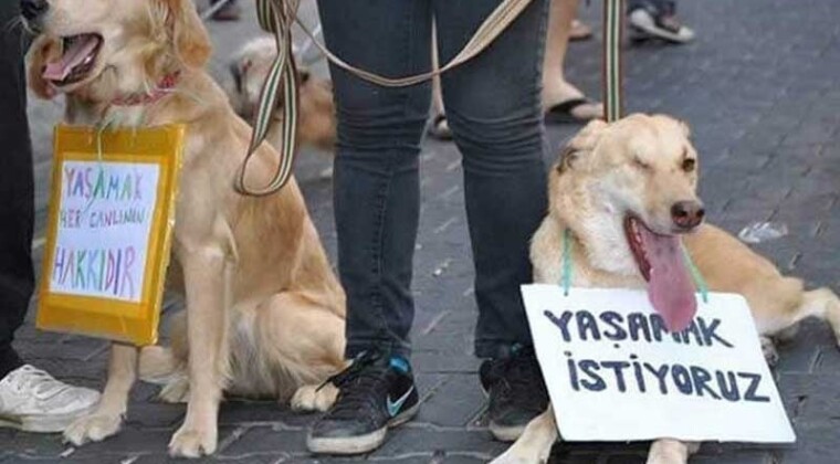 Adana’da elektrik kaçağı can aldı: Su içen köpek, elektrik akımına kapılarak hayatını kaybetti