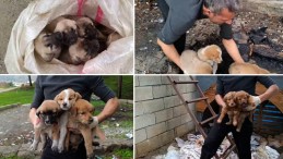 Gaziantep’te 15 Yavru Köpeği Çuvallara Koyup Bağladılar