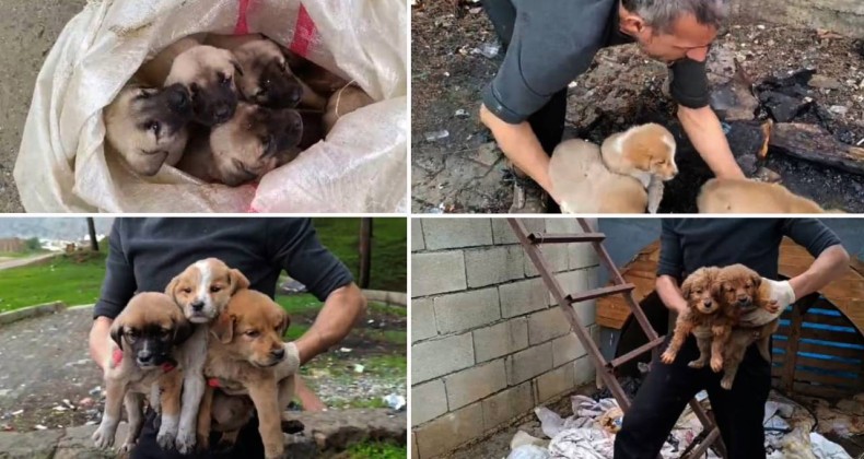 Gaziantep’te 15 Yavru Köpeği Çuvallara Koyup Bağladılar