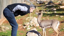 Hatay’da Dağ Ceylanlarının Taş Ocağı Kabusu Bitmiyor