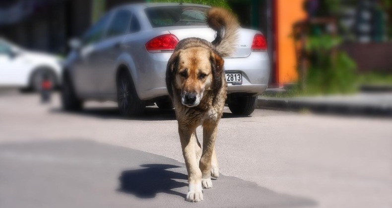 Korkunç iddia: Niğde’de barınaktaki hayvanlar “uyutulup” topluca gömüldü