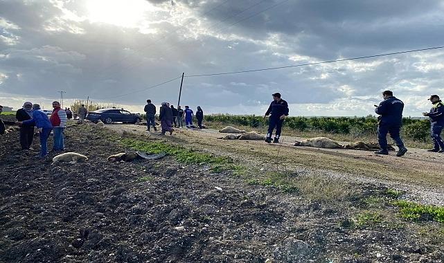 Adana’da Otomobilin Çarptığı Çoban Ağır Yaralandı, Hayvanlar Hayatını Kaybetti
