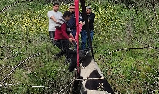 Adana’da balçığa saplanan inek itfaiye ekiplerince kurtarıldı