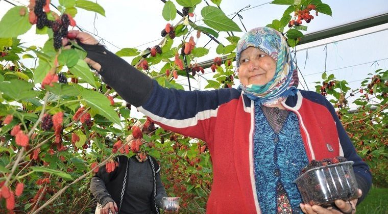 Mersin’de karadut hasadı başladı