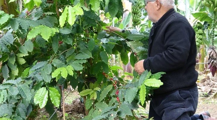 Mersin’de Kahve Ağacı İlk Meyvesini Verdi