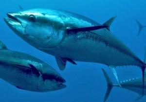 Ton  balıklarındaki cıva tehlikesi yükseliyor
