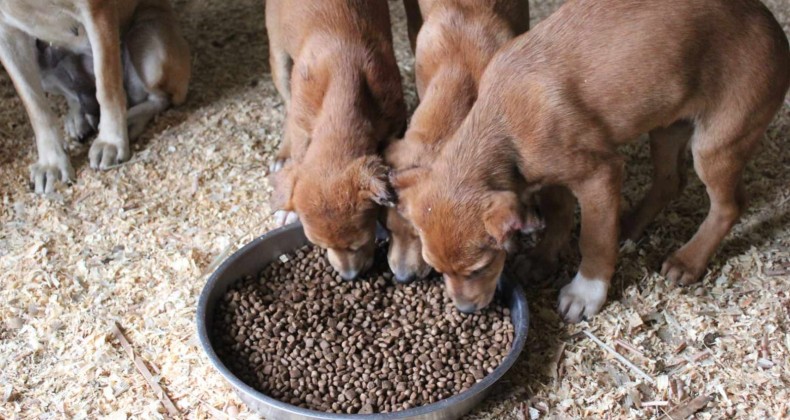 Antalya’da 4 yavru köpek kulak ve kuyrukları kesilmiş halde bulundu