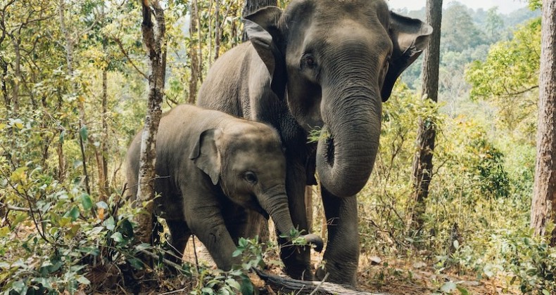 Asya Filleri Yas Tutuyor ve Ölü Yavrularını Gömüyor!
