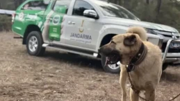 Niğde’de köpek dövüştürenlere sadece para cezası