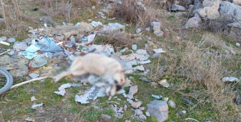 Ankara’da bir köpek işkenceyle öldürüldü