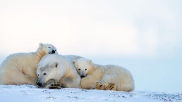 Alaska’da kutup ayıları tehdit altında