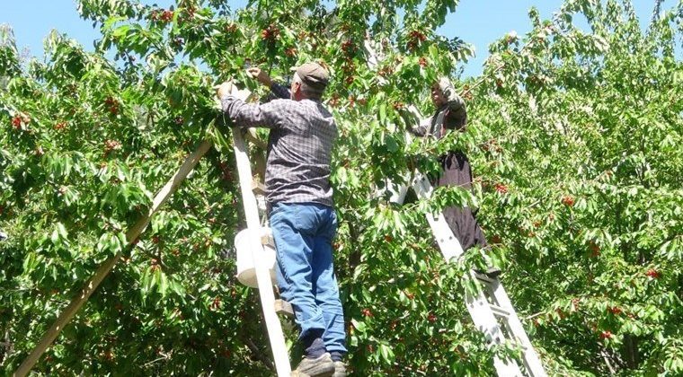 Mersin’de kiraz hasadı başladı