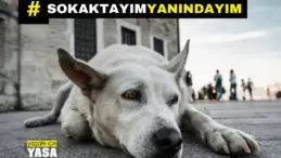 “Köpekleri katletmeyi hedefleyen yasa tasarısı TBMM’den geri çekilene kadar direneceğiz”