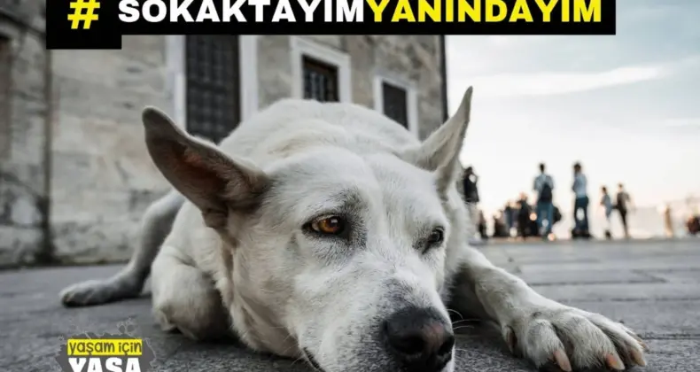 “Köpekleri katletmeyi hedefleyen yasa tasarısı TBMM’den geri çekilene kadar direneceğiz”