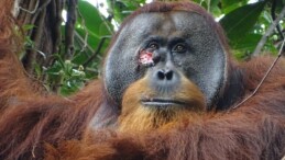 Biyologlar Yaralı Bir Orangutanın Şifalı Bitkiyi İlaç Olarak Kullandığını Gözlemledi