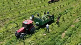 Adana’da karpuz fiyatları 7 lira oldu