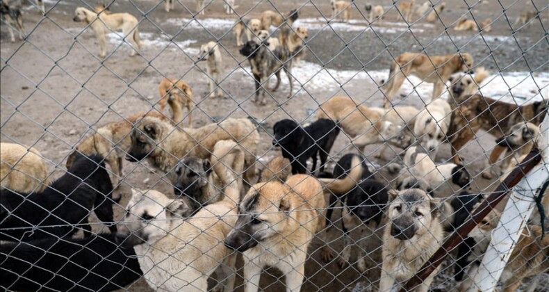 Urfa’da katliam var: Köpekler öldürülüyor