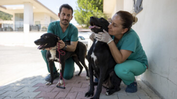 Rüzgar ve Zeytin gençlik hastalığından kurtuldu, yuvasını bekliyor