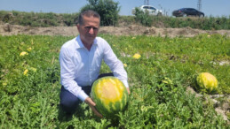 Adana’da güneş tarladaki karpuzları yaktı