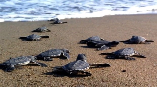 Nesli tükenme tehdidi altındaki Caretta caretta yavrularından denize yolculuk