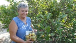 Mersin’de guava hasadı başladı