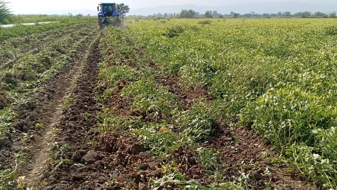 Osmaniye’de yer fıstığı hasadı başladı: Çiftçi umutsuz