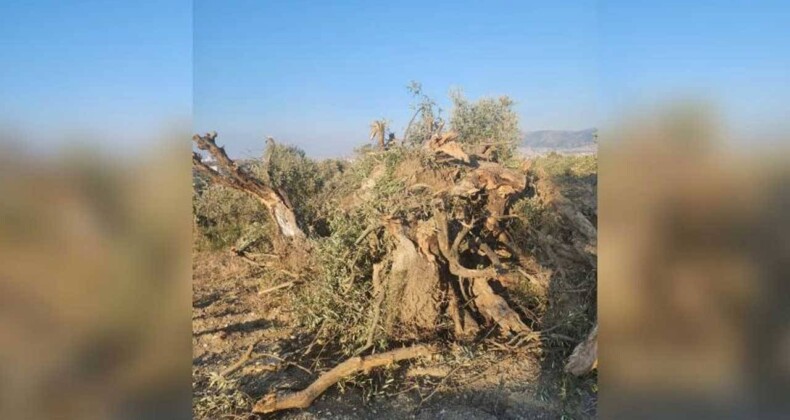 Defne’de zeytin ağaçları hukuksuzca sökülüyor