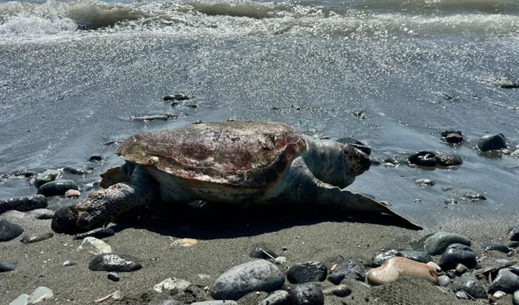 Alanya’da bir haftada iki caretta caretta hayatını kaybetti